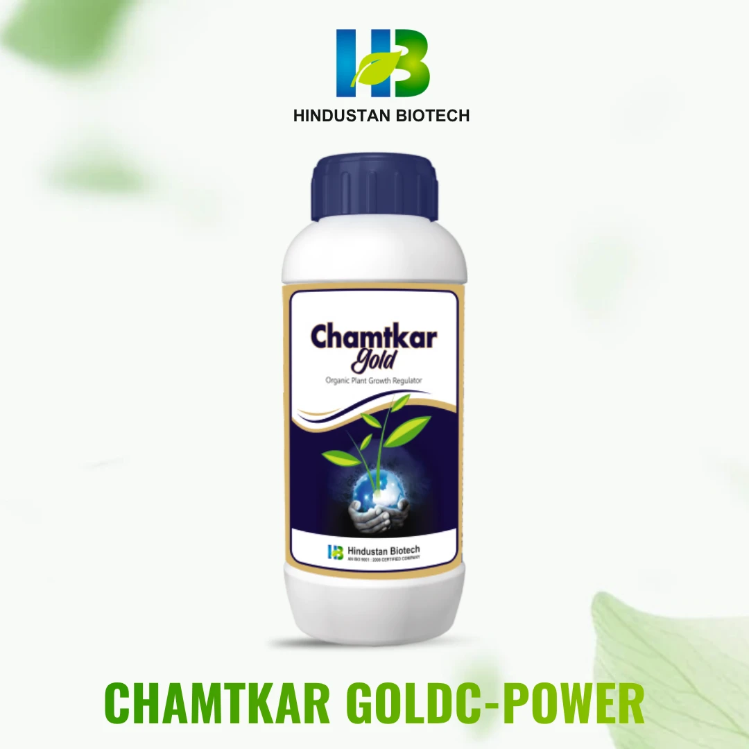 chamtkar gold